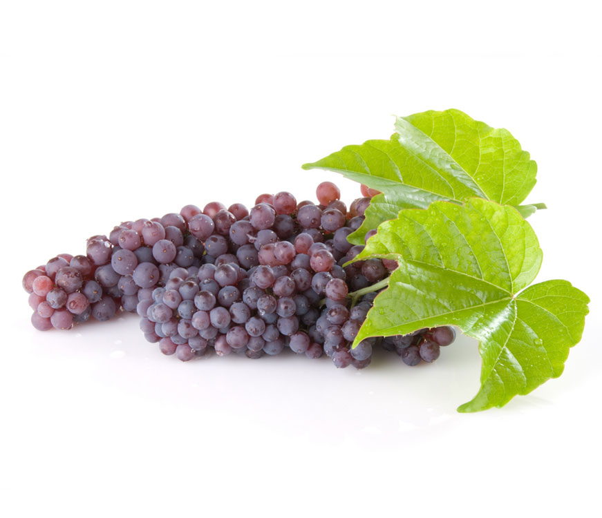 نهال انگور یاقوتی